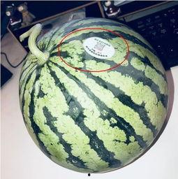 网红摆摊吃瓜,揭秘美食背后的故事  第1张