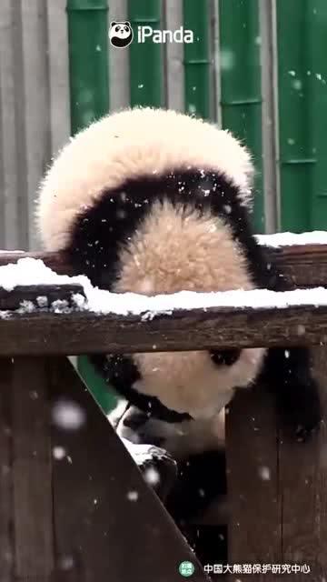 吃瓜小熊网红叫什么来着,揭秘网红“吃瓜小熊”的成名之路 第2张 吃瓜小熊网红叫什么来着,揭秘网红“吃瓜小熊”的成名之路 第2张